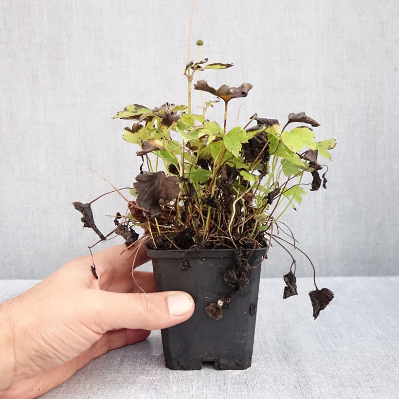 Esemplare di Anemone Pretty Lady Susan - Anemone giapponese Vasetto da 8/9 cm come consegnato in autunno