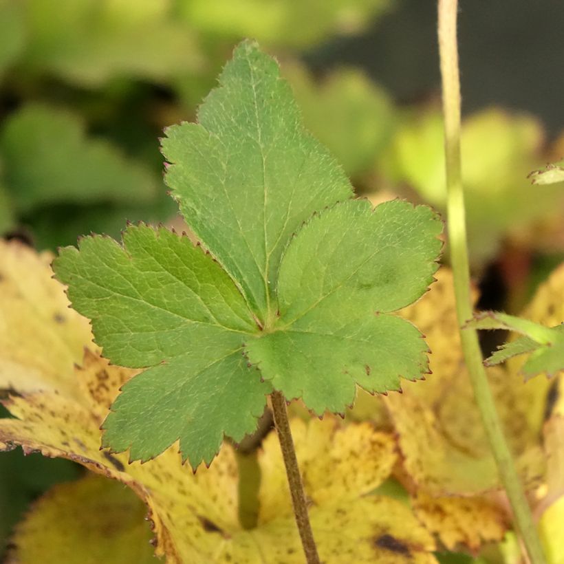 Anemone Regal Swan - Anemone giapponese (Foliage)