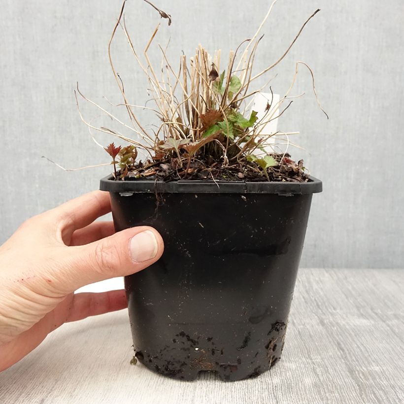 Example of Anemone hupehensis Splendens - Anemone giapponese Vaso da 2L/3L as you get in printemps