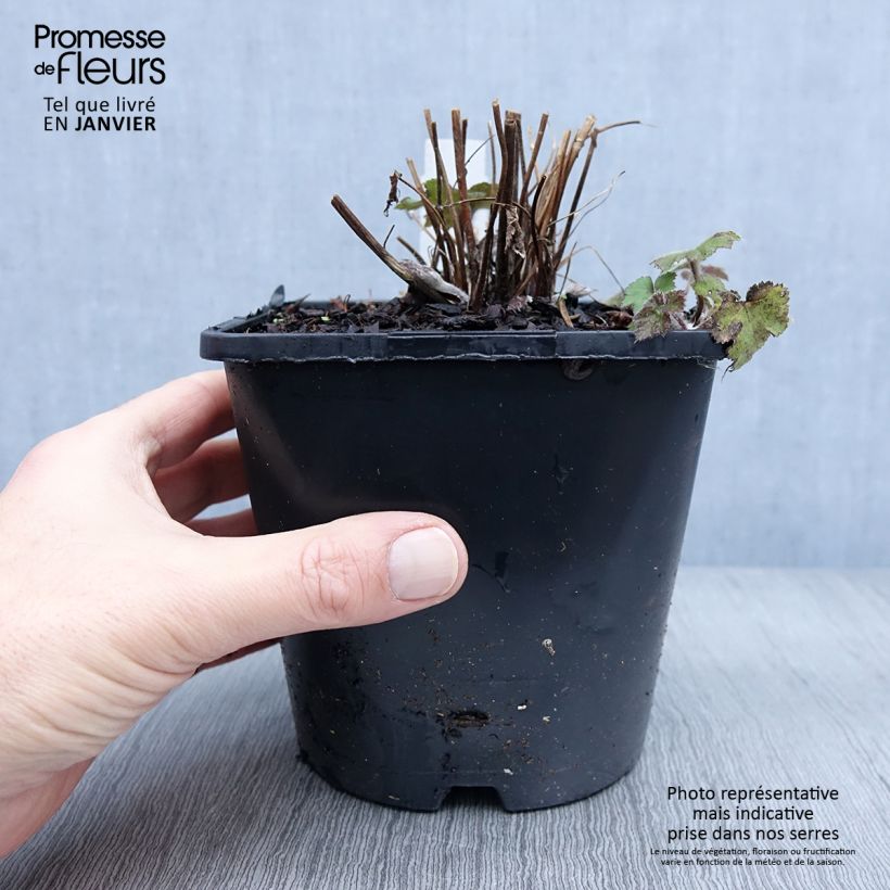 Anémone japonaise tomentosa Serenade Pot de 2L/3L esemplare consegnato in inverno