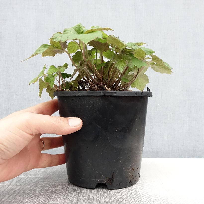 Anemone Serenade - Anemone giapponese Vaso da 2L/3L esemplare consegnato in primavera