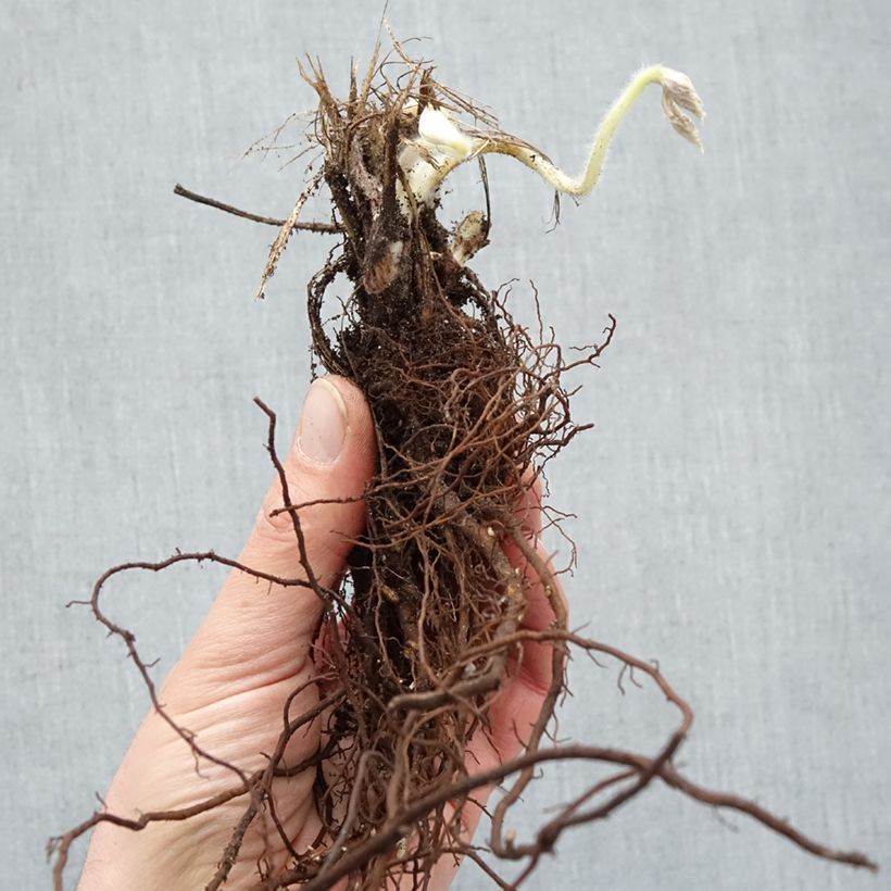 Anemone Whirlwind - Anemone giapponese Piante piccole a radice nuda esemplare consegnato in inverno