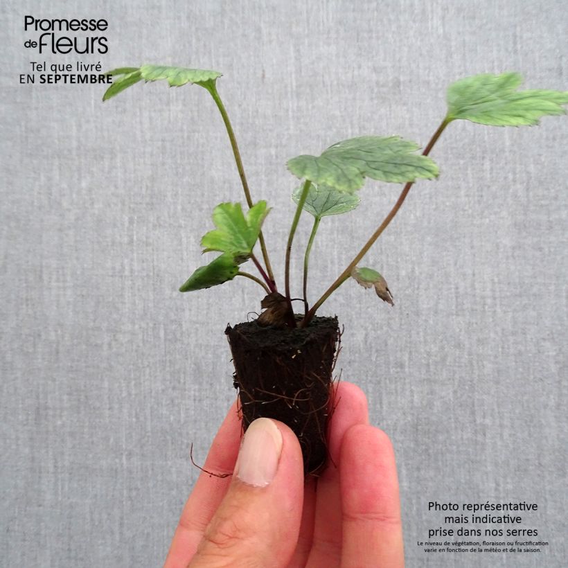 Example of Anemone Wild Swan - Anemone giapponese mini zolla... as you get in automne