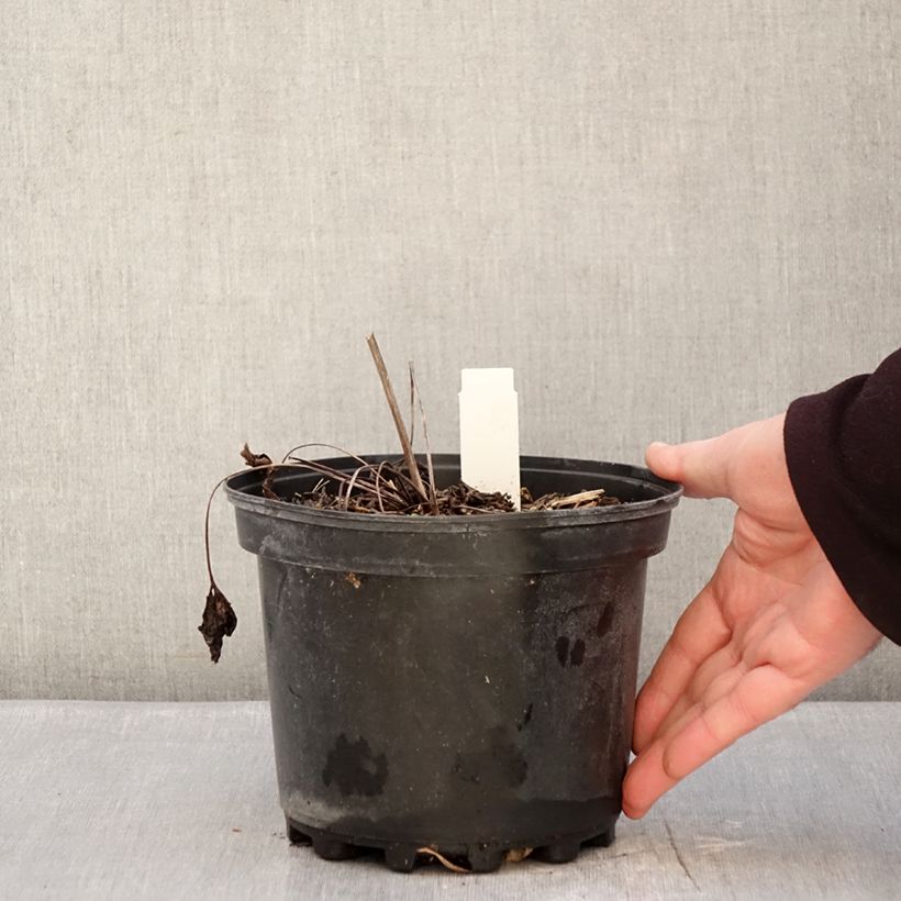 Example of Anemone leveillei Vaso da 2L/3L as you get in hiver