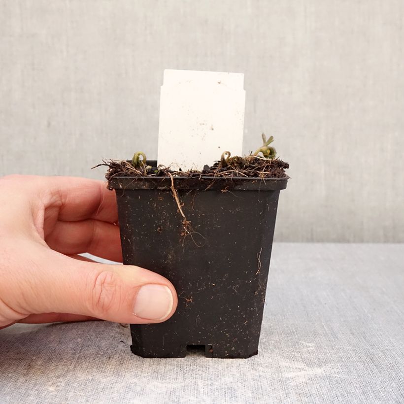 Example of Anemone nemorosa Blue Eyes Vasetto da 8/9 cm taglia I as you get in hiver