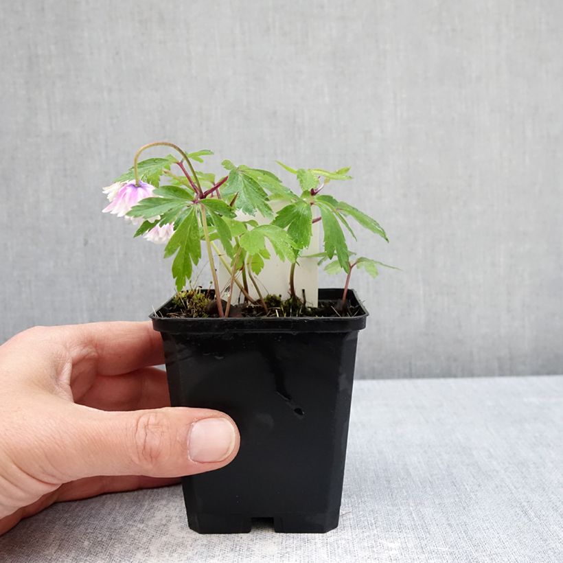 Anemone nemorosa Blue Eyes Vasetto da 8/9 cm taglia I esemplare consegnato in primavera