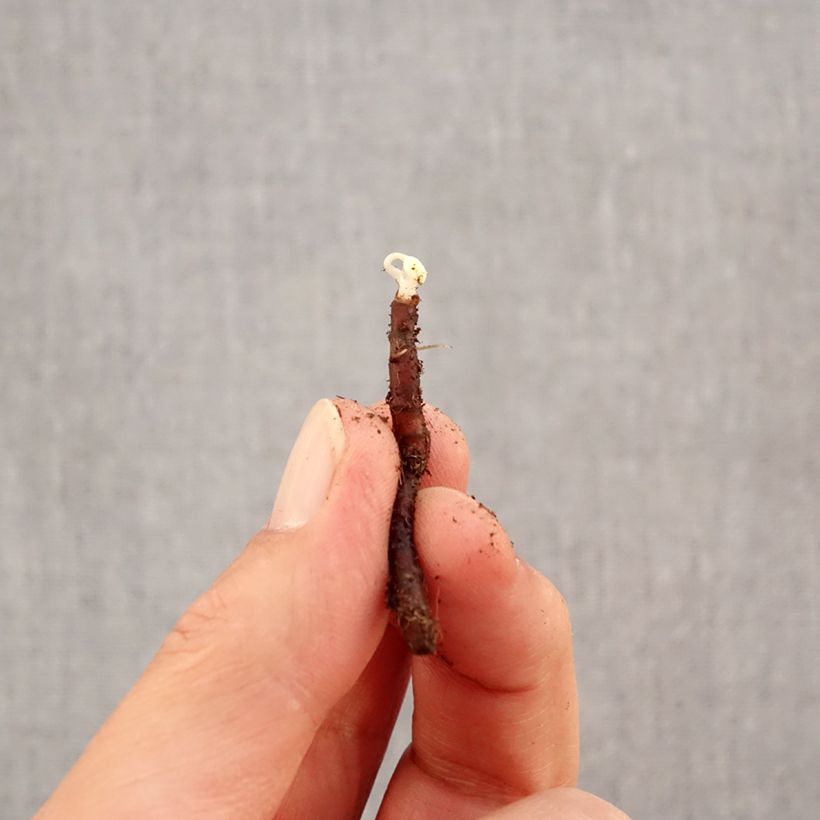 Esemplare di Anemone nemorosa Bracteata Plena Bulbo taglia I come consegnato in autunno