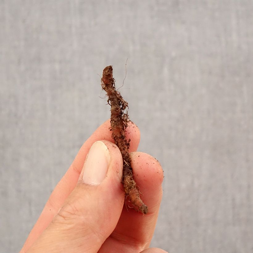 Esemplare di Anemone nemorosa Leeds' Variety Bulbo taglia I come consegnato in autunno