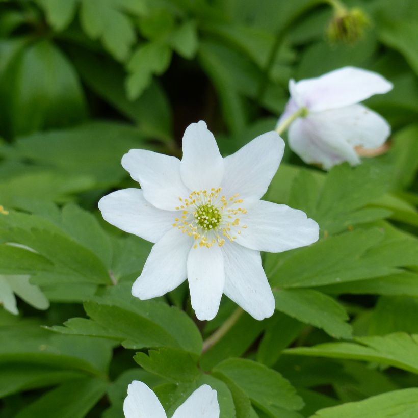 Anemone nemorosa Lychette (Fioritura)