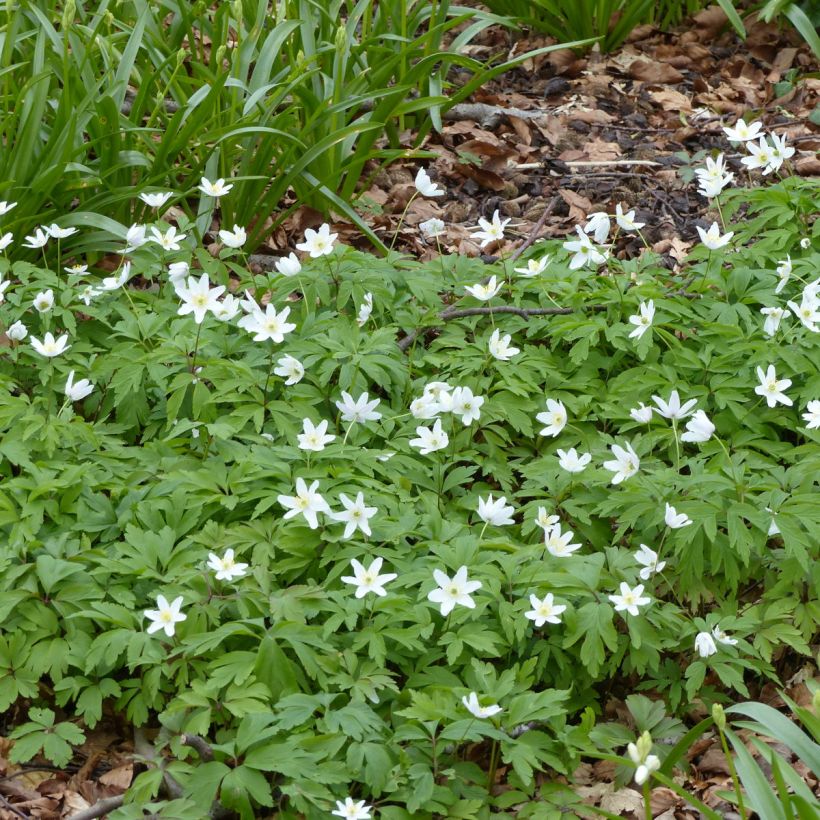 Anemone nemorosa Lychette (Porto)