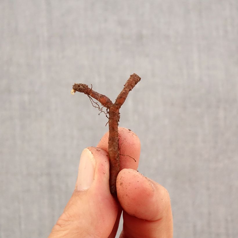 Esemplare di Anemone nemorosa Marie-Rose Bulbo taglia I come consegnato in autunno