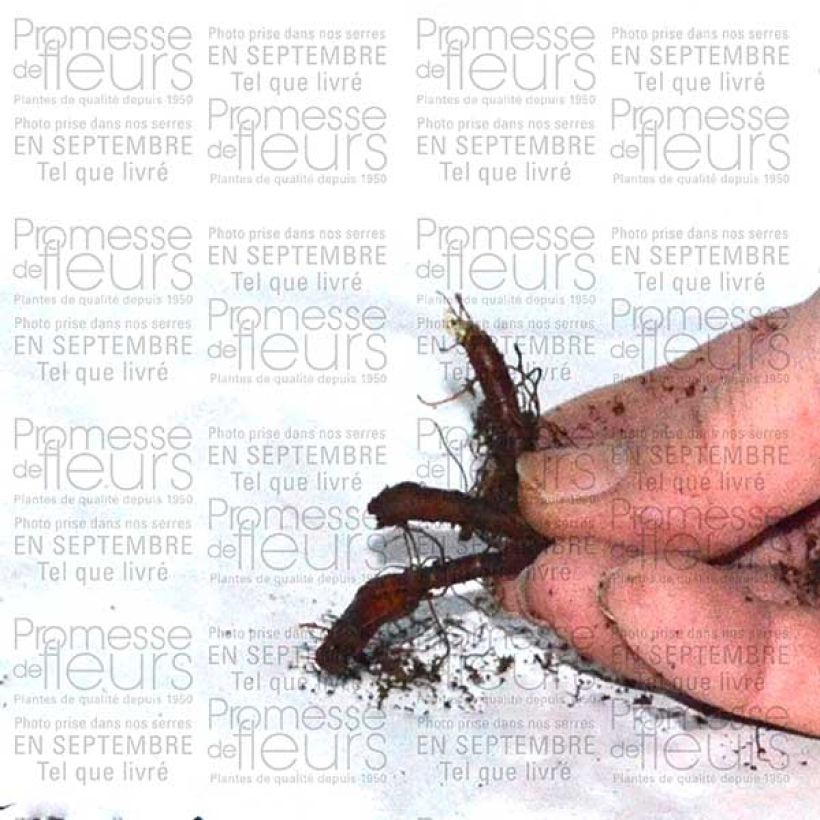 Esempio di esemplare Anémone nemorosa Vestal - Anémone des bois Bulbe calibre I come consegnato
