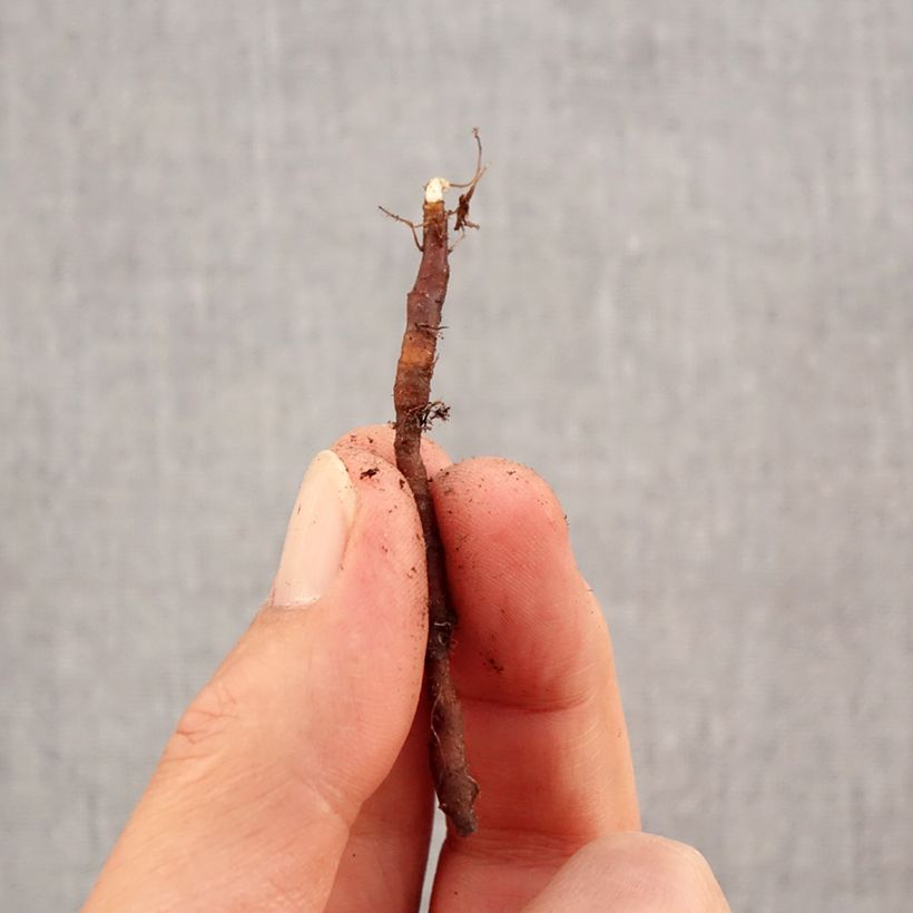 Esemplare di Anemone nemorosa Vestal Bulbo taglia I come consegnato in autunno