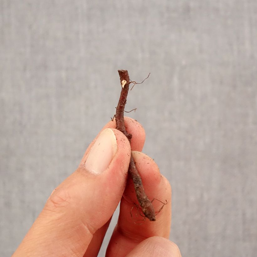 Esemplare di Anemone nemorosa Virescens Bulbo taglia I come consegnato in autunno