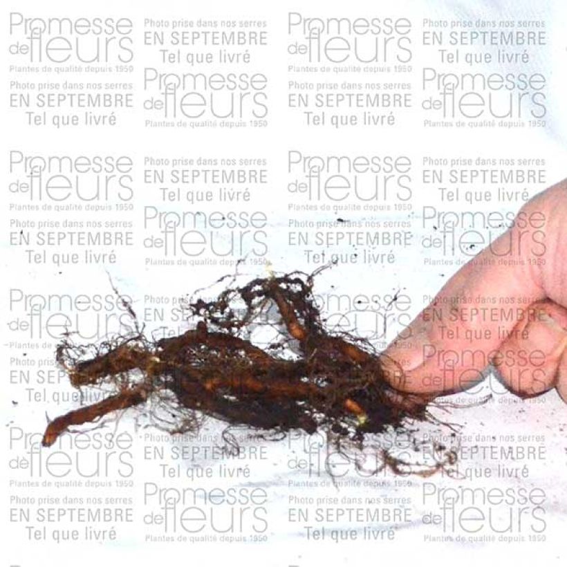 Esempio di esemplare Anemone ranunculoides - Anémone fausse renoncule Bulbe calibre I come consegnato