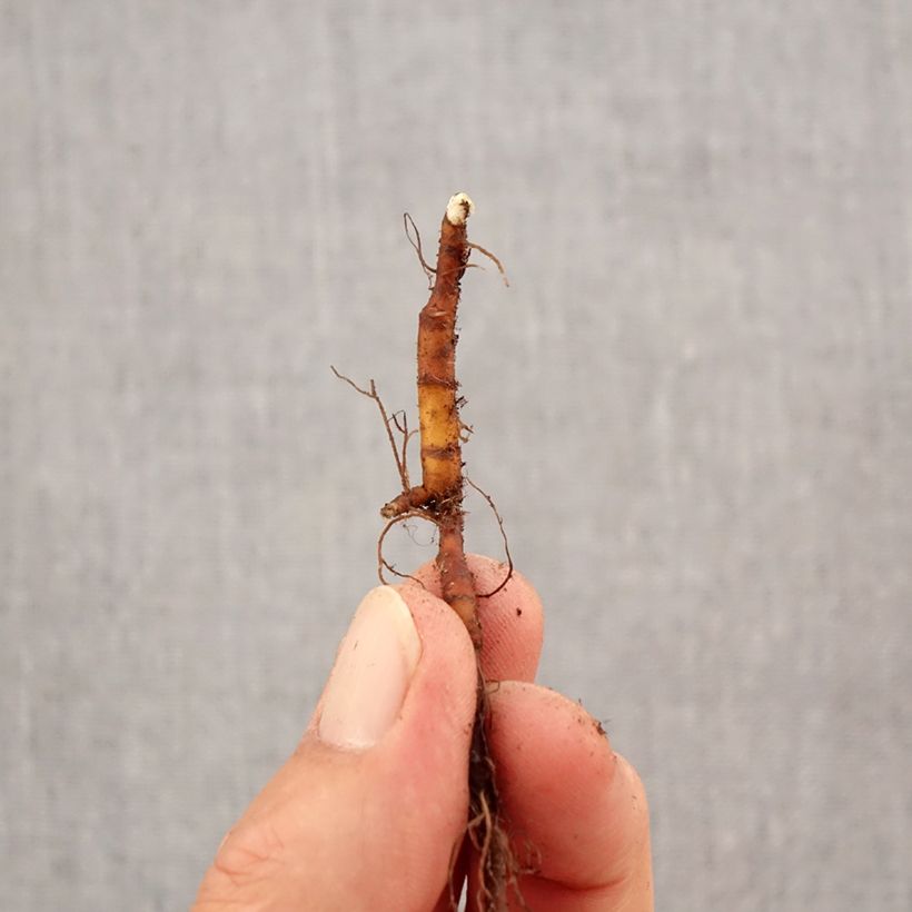 Esemplare di Anemone ranunculoides - Anemone gialla Bulbo taglia I come consegnato in autunno