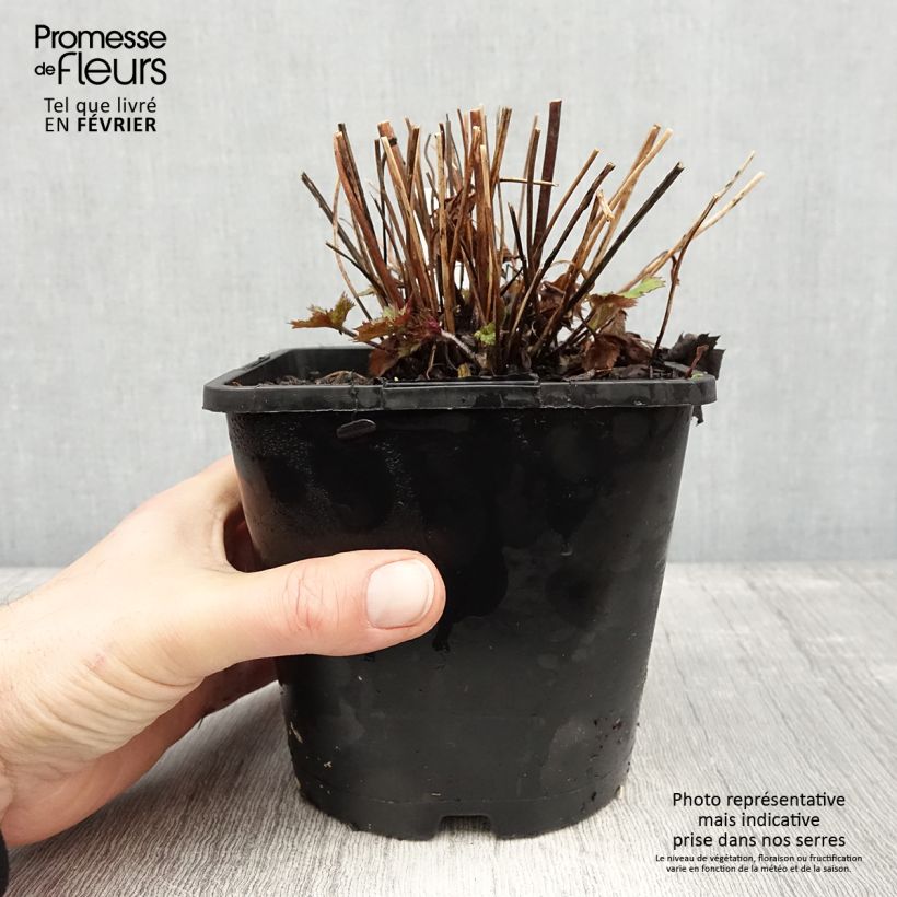 Anemone Ruffled Swan - Anémone japonaise Pot de 2L/3L esemplare consegnato in inverno