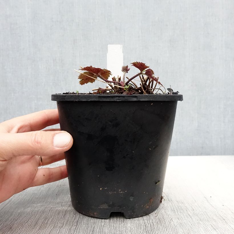 Anemone Ruffled Swan - Anemone giapponese Vaso da 2L/3L esemplare consegnato in primavera