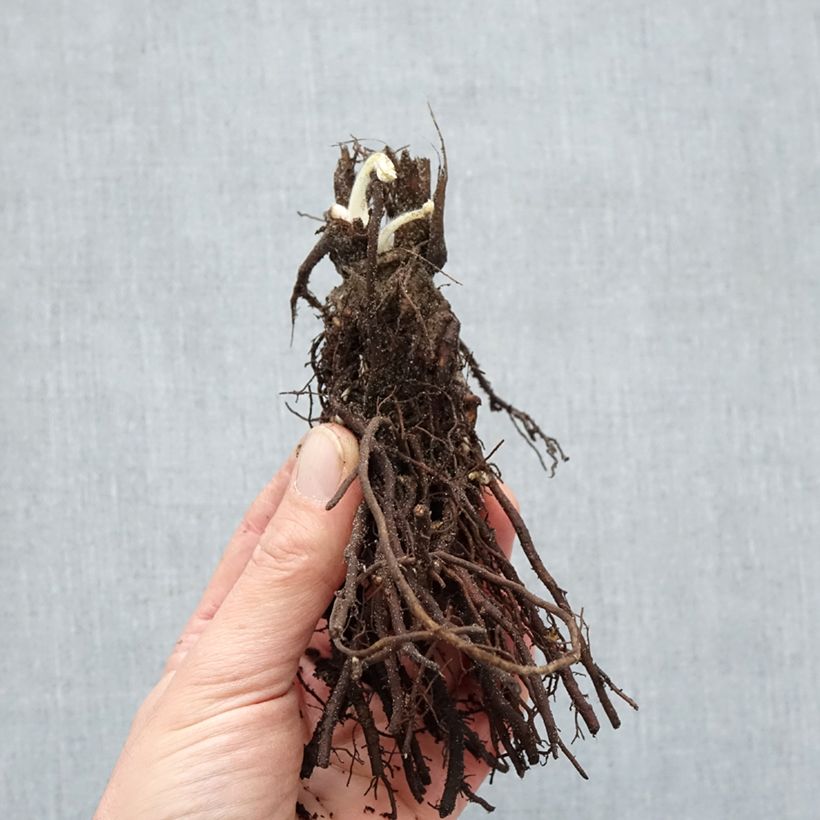 Anemone Ruffled Swan - Anemone giapponese Piante piccole a radice nuda esemplare consegnato in inverno