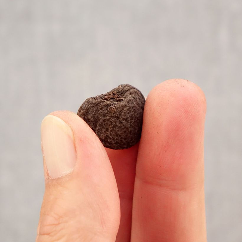 Example of Anemone blanda Mix Bulbo taglia 5+ as you get in automne