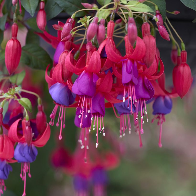 Fuchsia Angela (Fioritura)