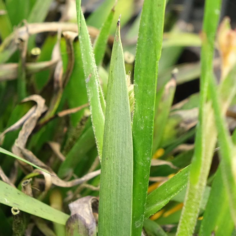 Anigozanthos flavidus Bush Bonanza - Zampe di canguro (Fogliame)