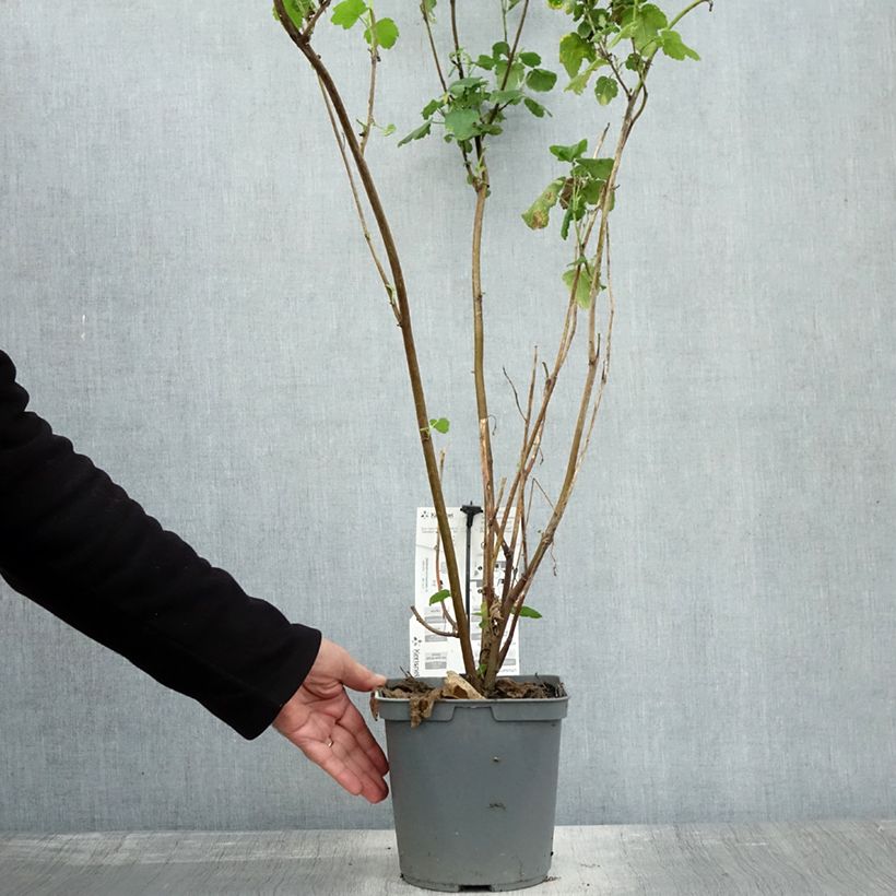 Esemplare di Anisodontea capensis El Rayo - Malva del Capo Vaso da 3L/4L come consegnato in autunno