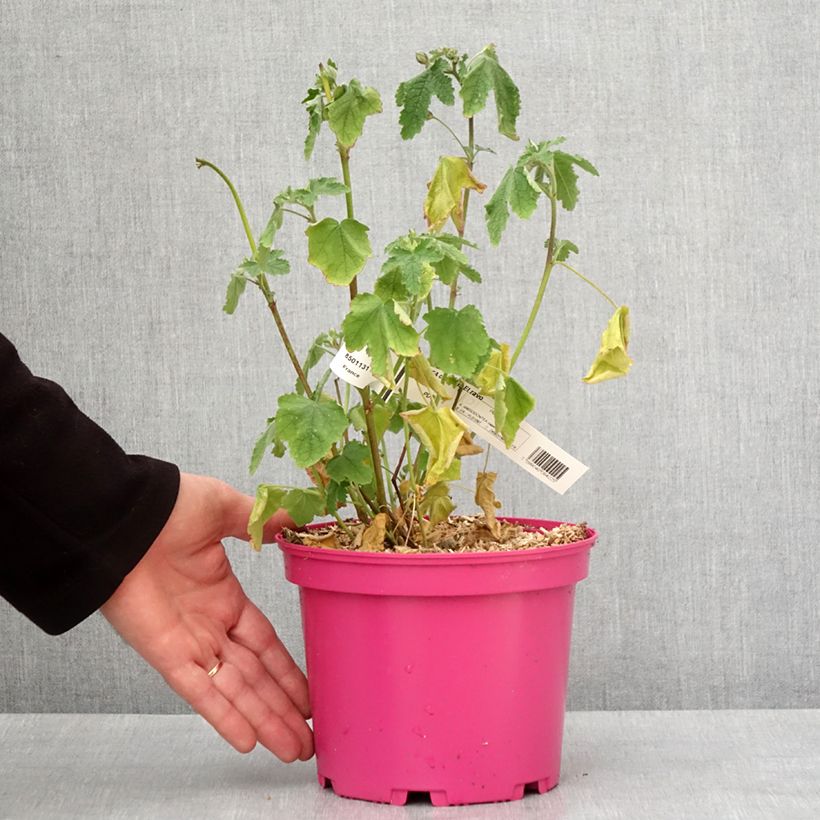 Anisodontea capensis El Rayo - Mauve arbustive du Cap Pot de 3L/4L esemplare consegnato in inverno