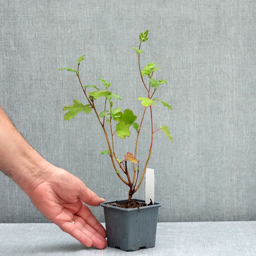 Esemplare di Anisodontea capensis El Rayo - Malva del Capo Vasetto da 8/9 cm consegnato in estate