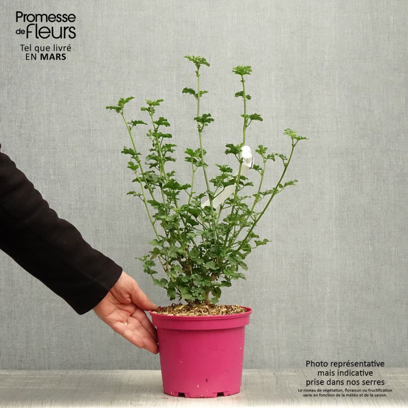 Anisodontea malvastroides Cristal rose - Malva del Capo Vaso da 3L/4L esemplare consegnato in primavera