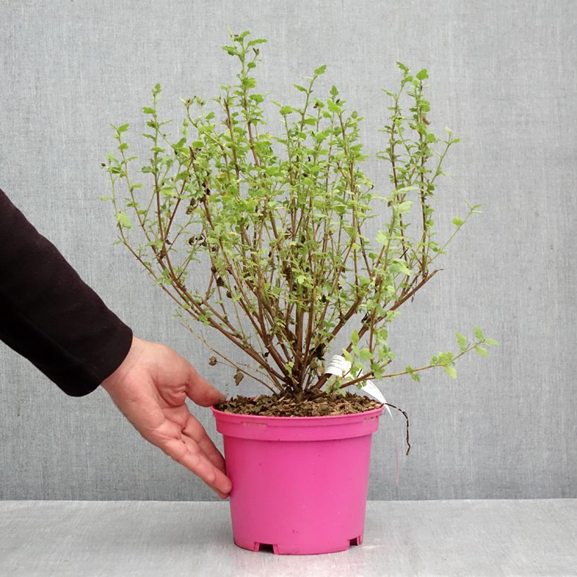 Esemplare di Anisodontea Lady in Pink - Malva del Capo Vaso da 3L/4L come consegnato in autunno
