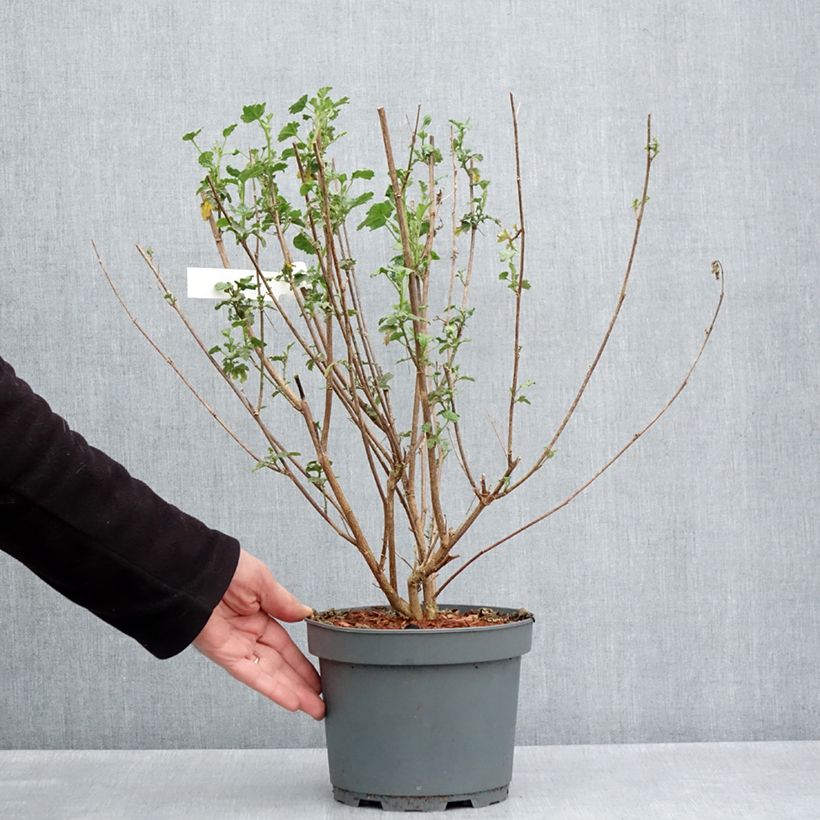 Anisodontea scabrosa Large Red - Malva del Capo Vaso da 3L/4L esemplare consegnato in primavera