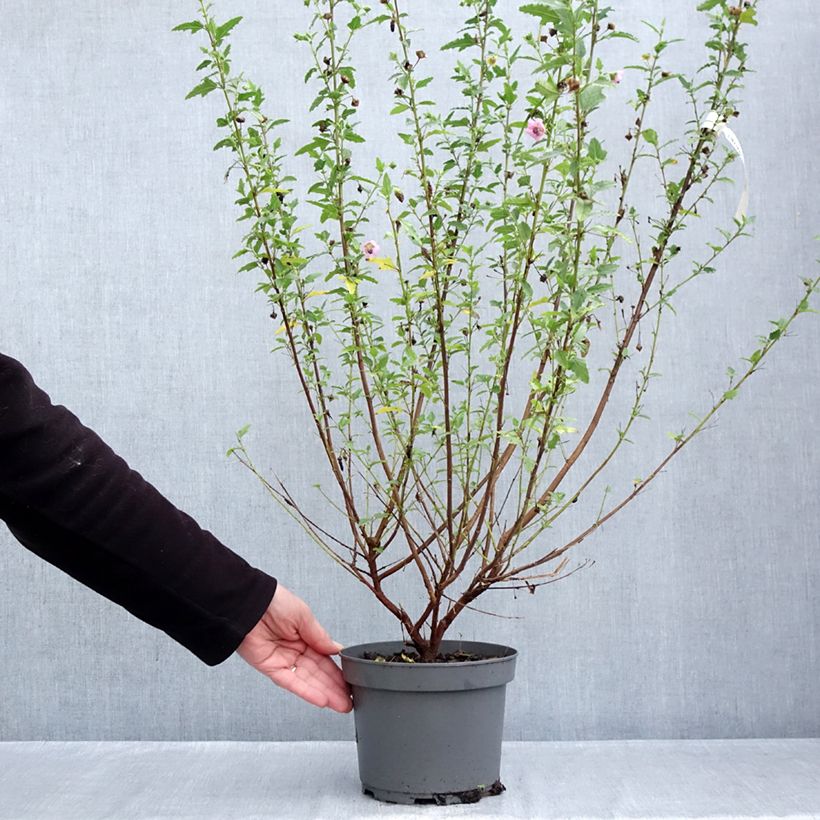 Esemplare di Anisodontea scabrosa Miss Pinky - Malva del Capo Vaso da 3L/4L come consegnato in autunno