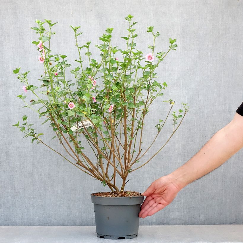 Example of Anisodontea scabrosa Miss Pinky - Malva del Capo Vaso da 3L/4L as you get in printemps