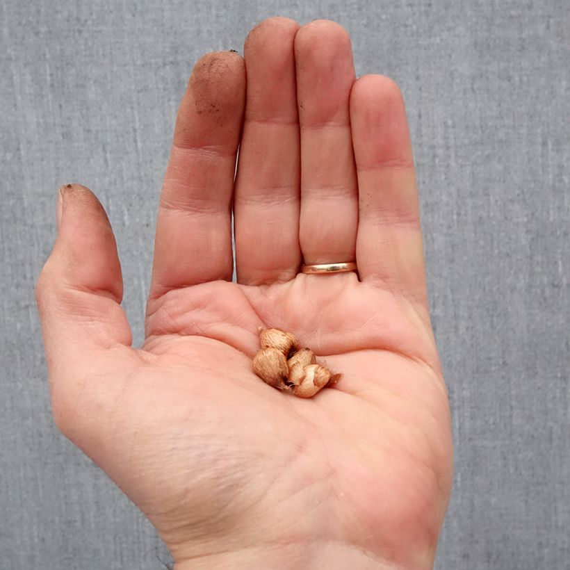 Anomatheca laxa Bulbo taglia I esemplare consegnato in primavera