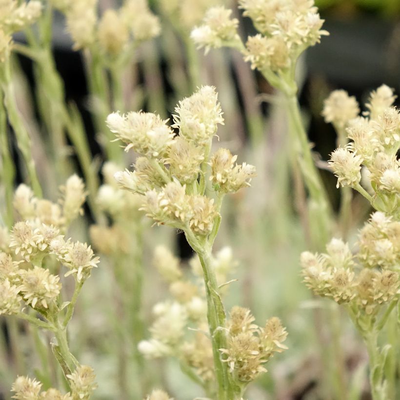 Antennaria dioica var. borealis - Sempiterni di montagna (Flowering)
