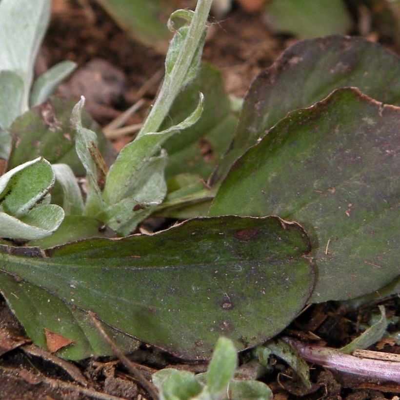 Antennaria plantaginifolia (Foliage)