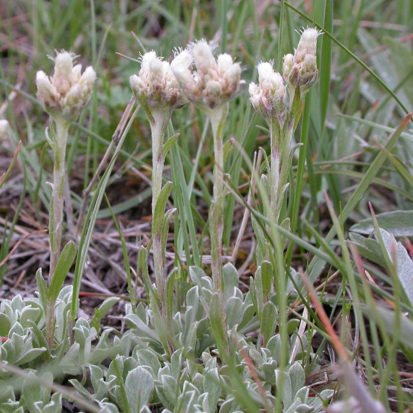 Antennaria plantaginifolia (Flowering)
