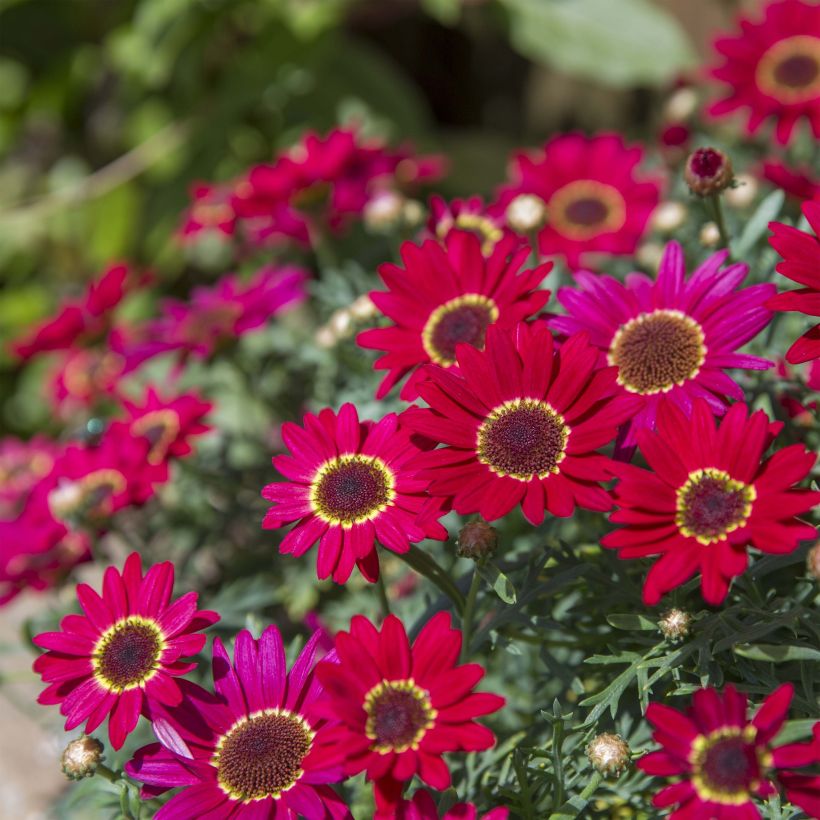 Argyranthemum Grandaisy Ruby (Plant habit)