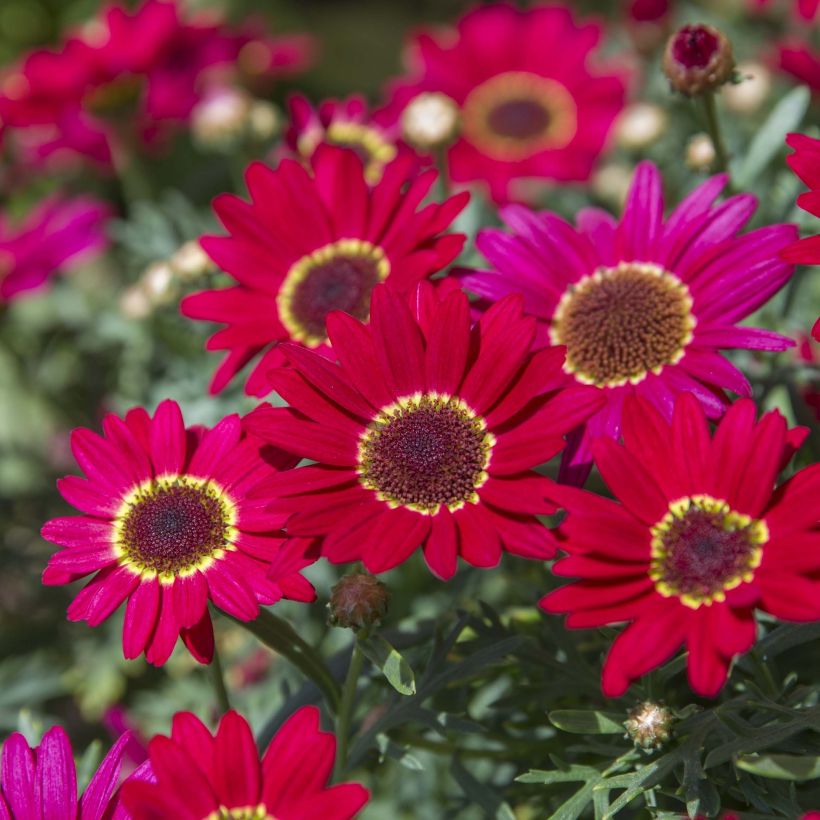 Argyranthemum Grandaisy Ruby (Flowering)