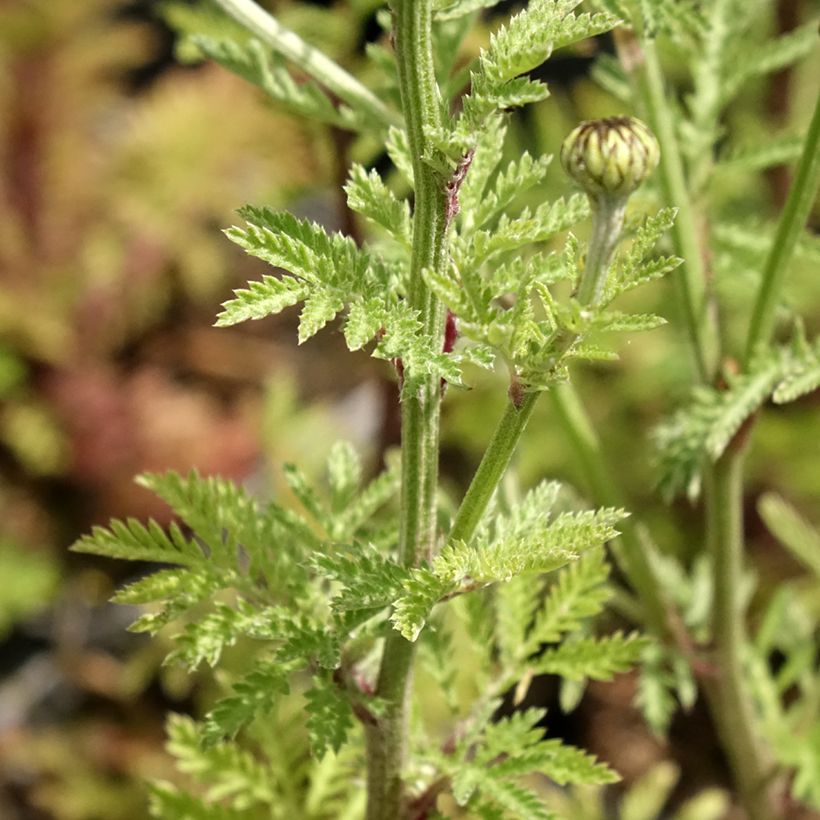 Anthemis sancti-johannis (Foliage)