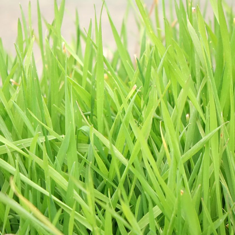 Anthoxanthum odoratum - Paleo odoroso (Foliage)