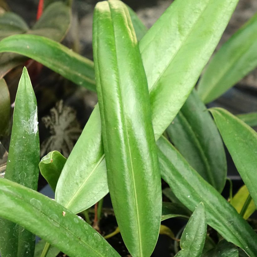 Anthurium bakeri (Fogliame)