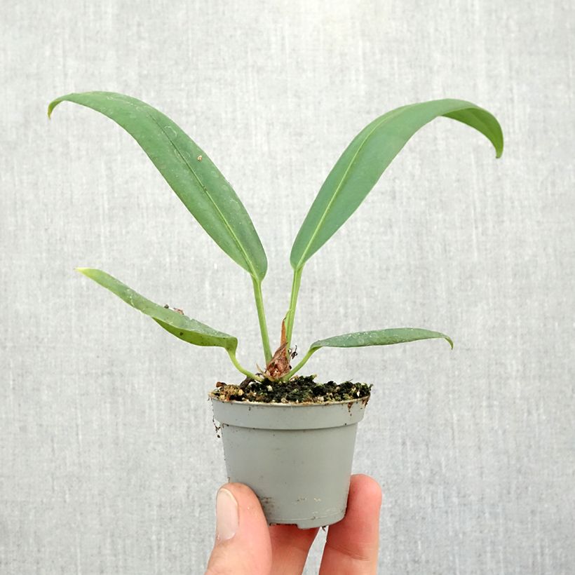 Esemplare di Anthurium bakeri mini-pianta come consegnato in autunno