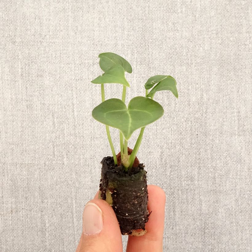 Anthurium clarinervium mini-pianta esemplare consegnato in primavera