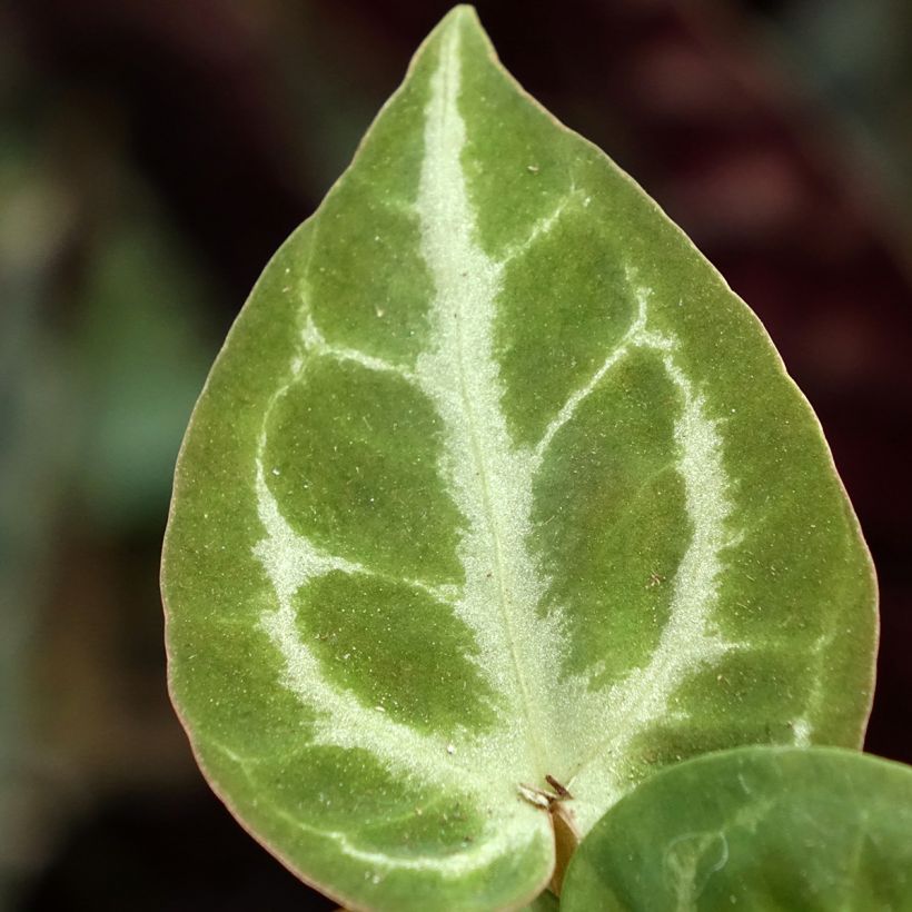 Anthurium Crystal Hope (Foliage)