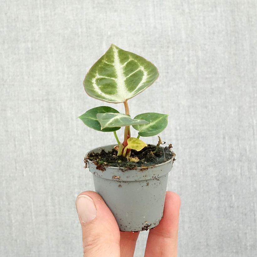 Example of Anthurium Crystal Hope mini-pianta as you get in automne
