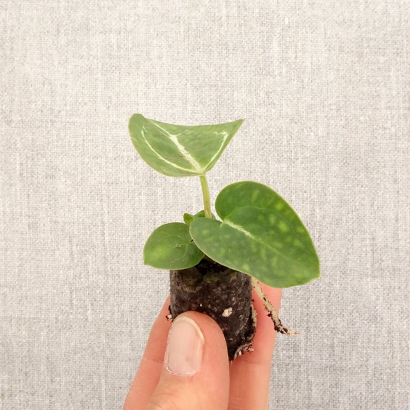 Anthurium crystallinum mini-pianta esemplare consegnato in primavera