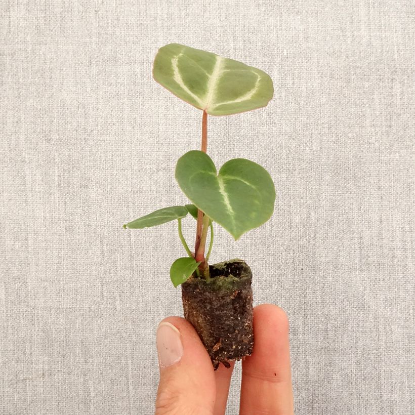 Anthurium Dorayaki x magnificum mini-pianta esemplare consegnato in primavera