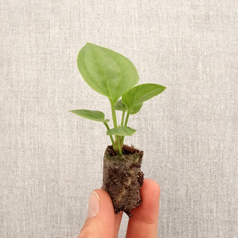 Anthurium jenmanii Green Jady mini-pianta esemplare consegnato in primavera